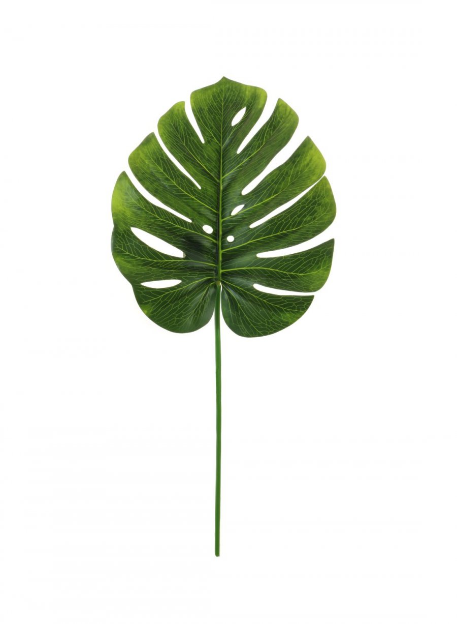 Medium Monstera Stem N.green