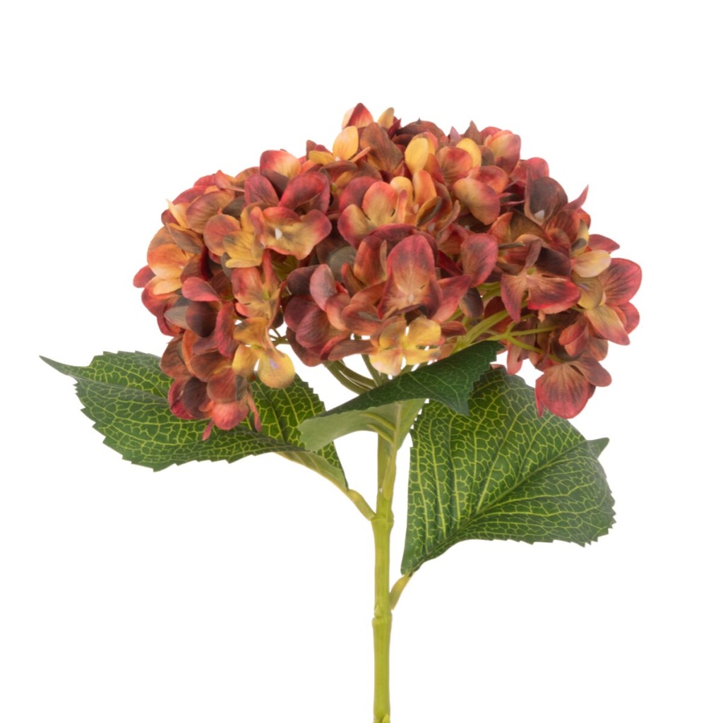 Hydrangea, Autumnal