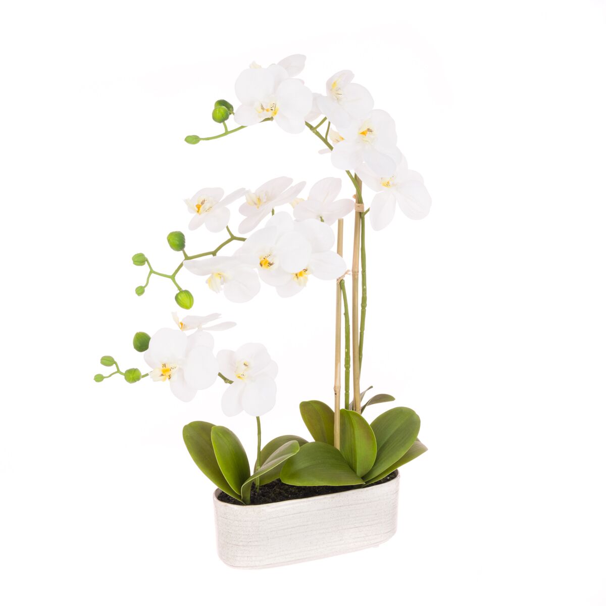 Orchid X3 In Oval Pot