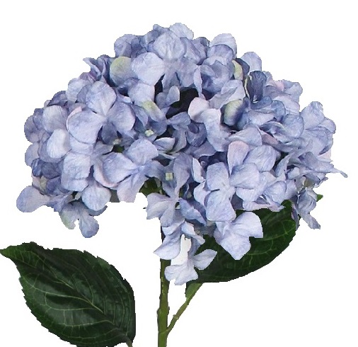 53cm Blue Hydrangea Stem