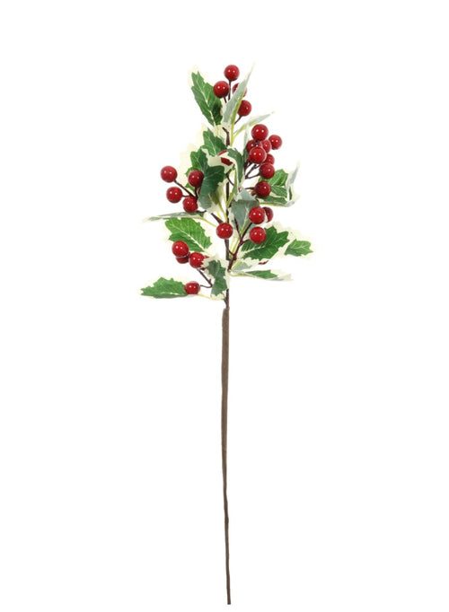 Variegated Holly Stem - 101676