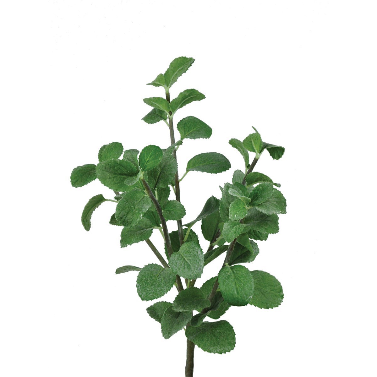 Mint Bush