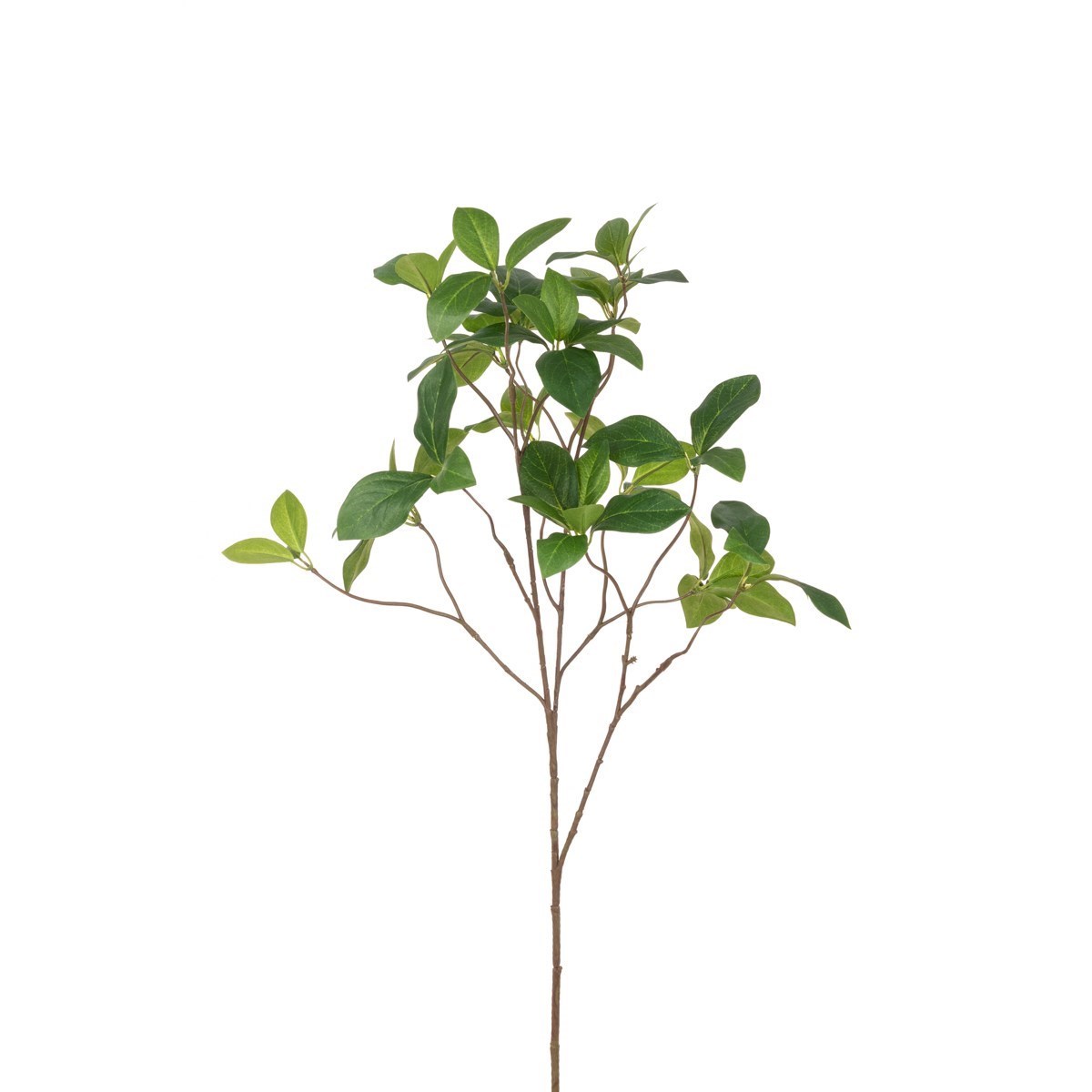 Enkianthus Spray 96cm