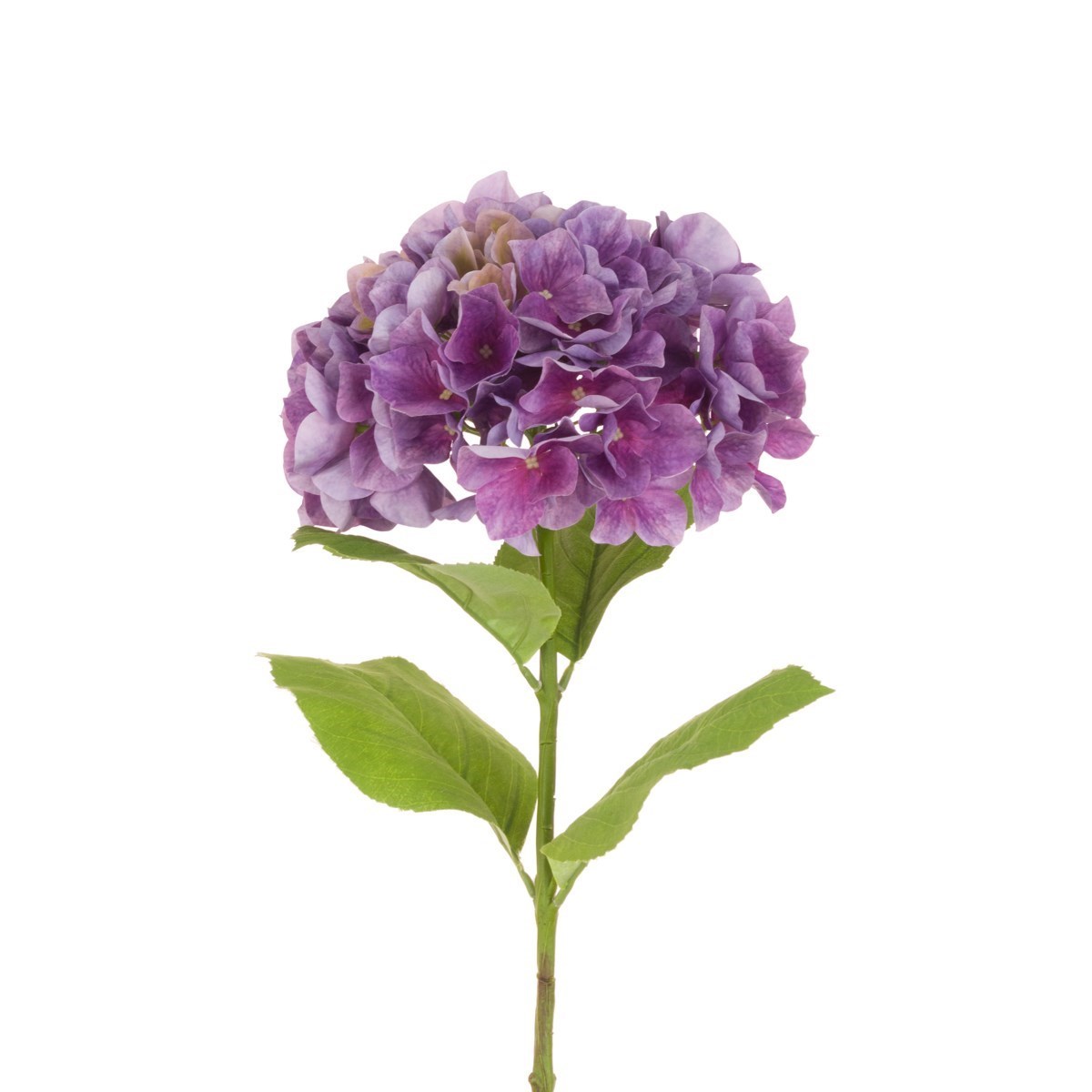 French Hydrangea