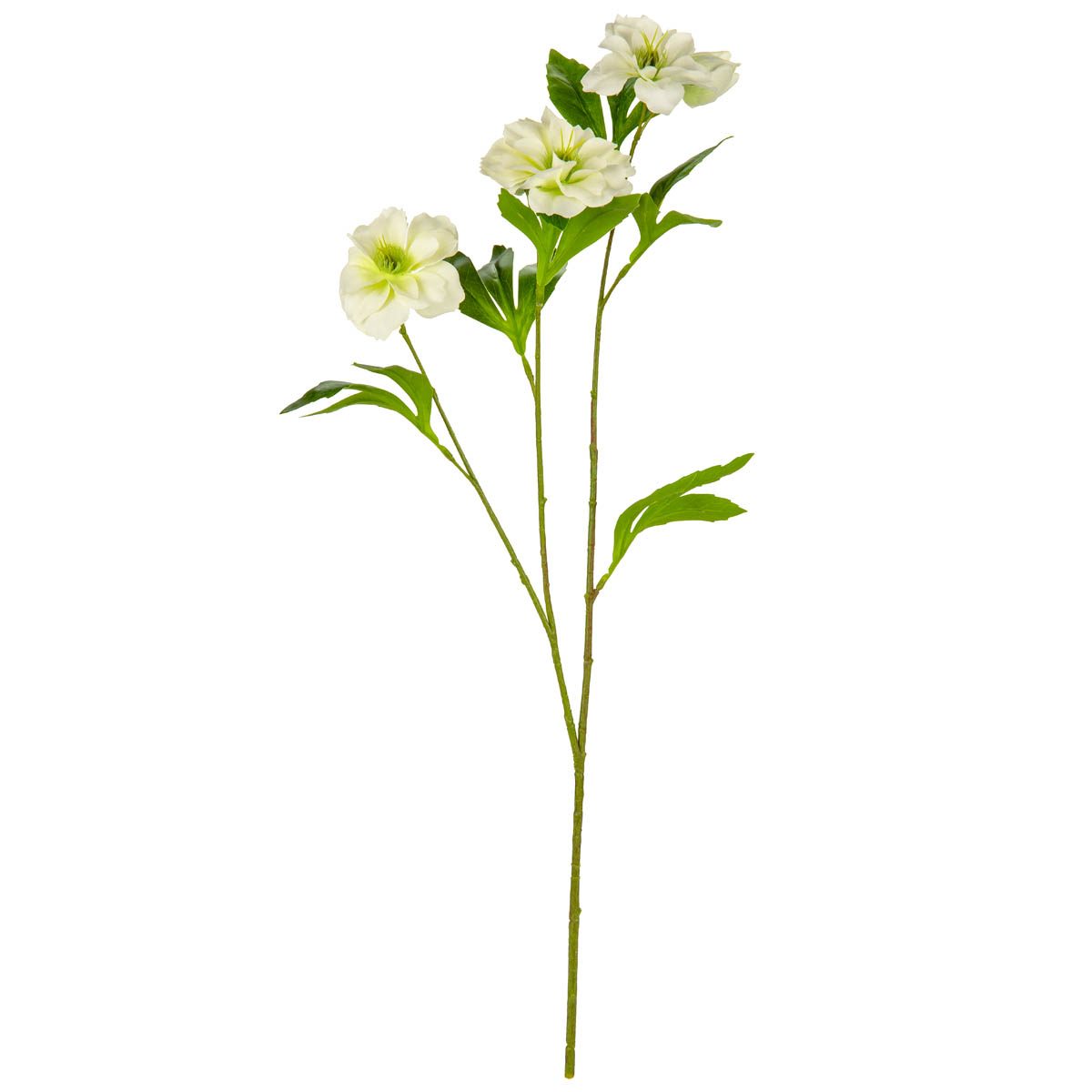 Helleboris Rose White Stem - 506042
