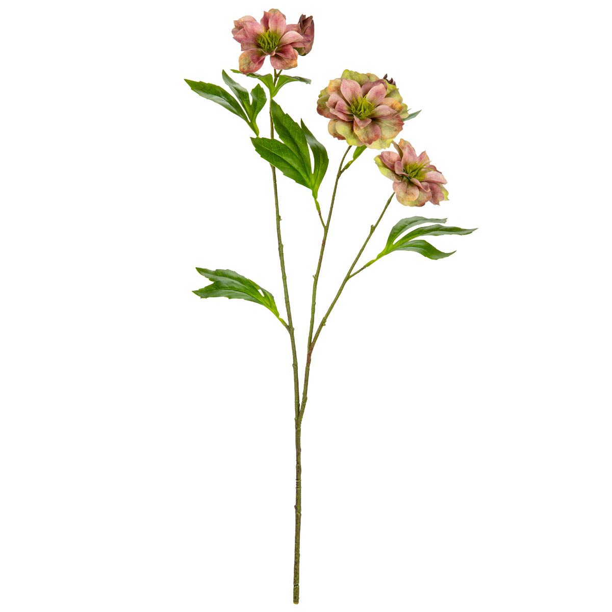 Helleboris Rose Pink/green Stem - 506066