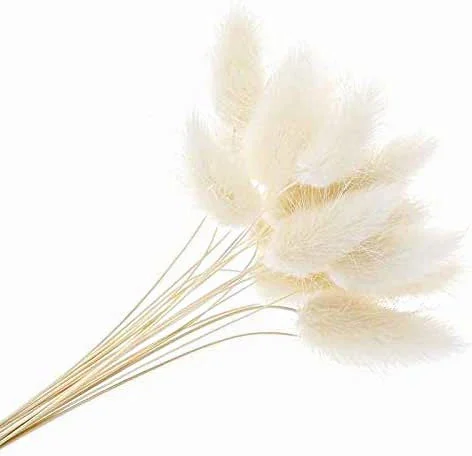 Lagurus - White (60cm Long)