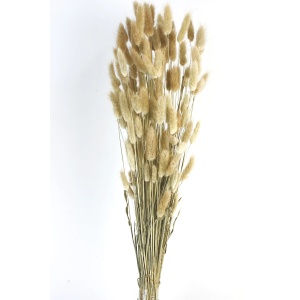 Lagurus - Natural (60cm Long)