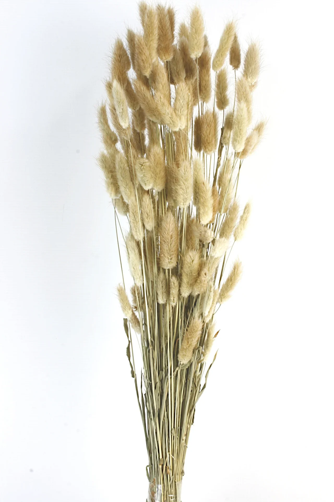 Lagurus - Natural (60cm Long)