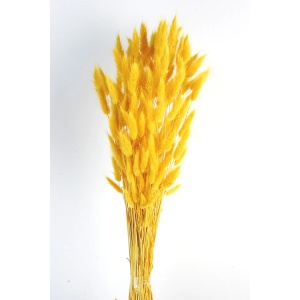 Lagurus - Yellow (60cm Long)