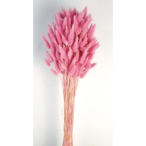 Lagurus - Pink (60cm Long)