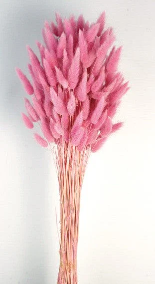 Lagurus - Pink (60cm Long)