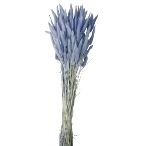 Lagurus - Blue (60cm Long)