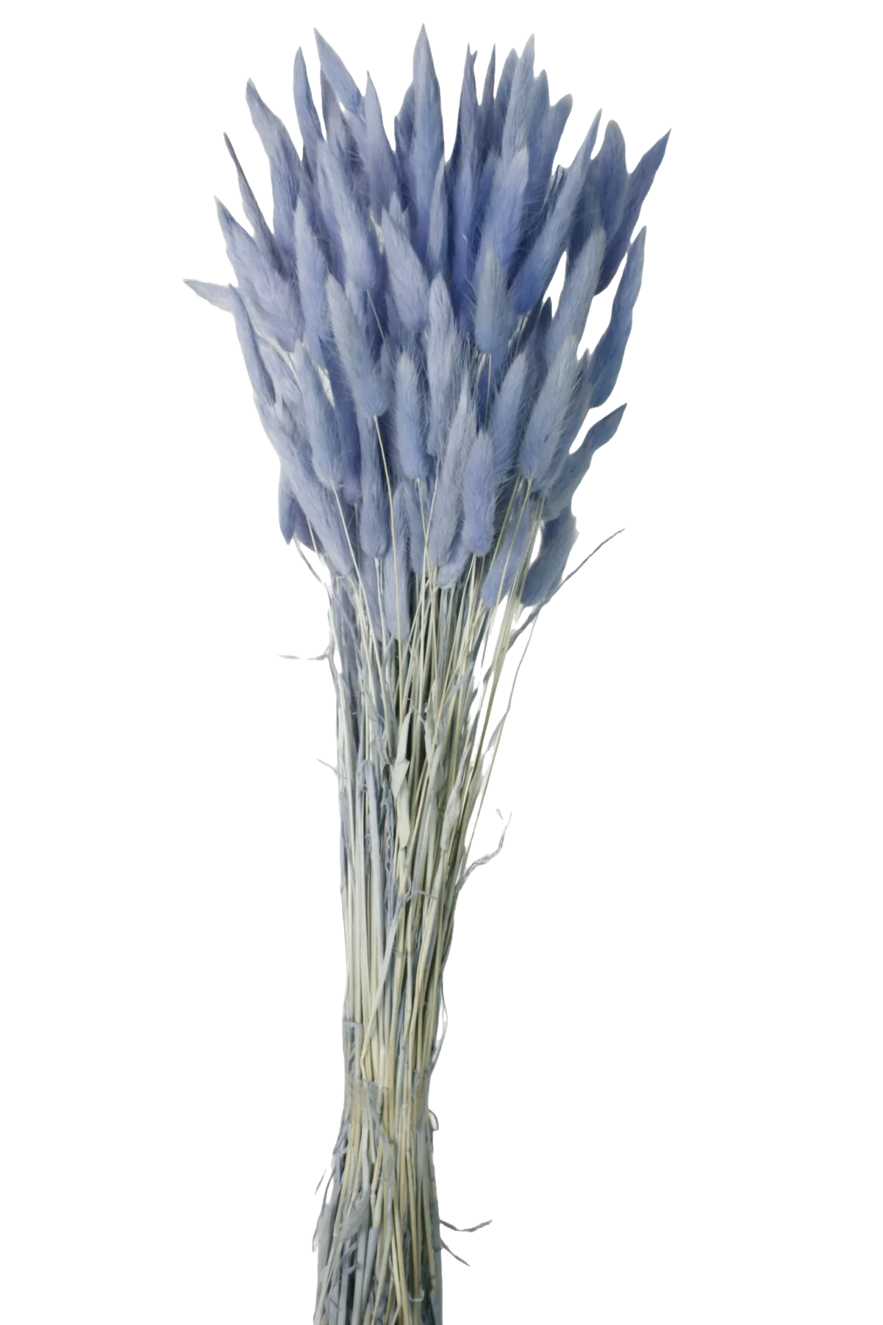 Lagurus - Blue (60cm Long)