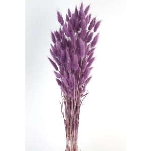 Lagurus - Purple (60cm Long)