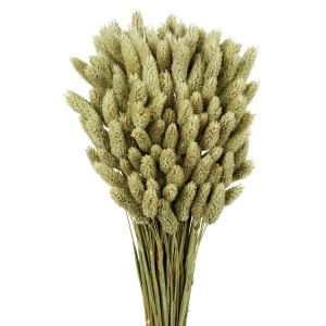 Phalaris - Natural 80cms Long