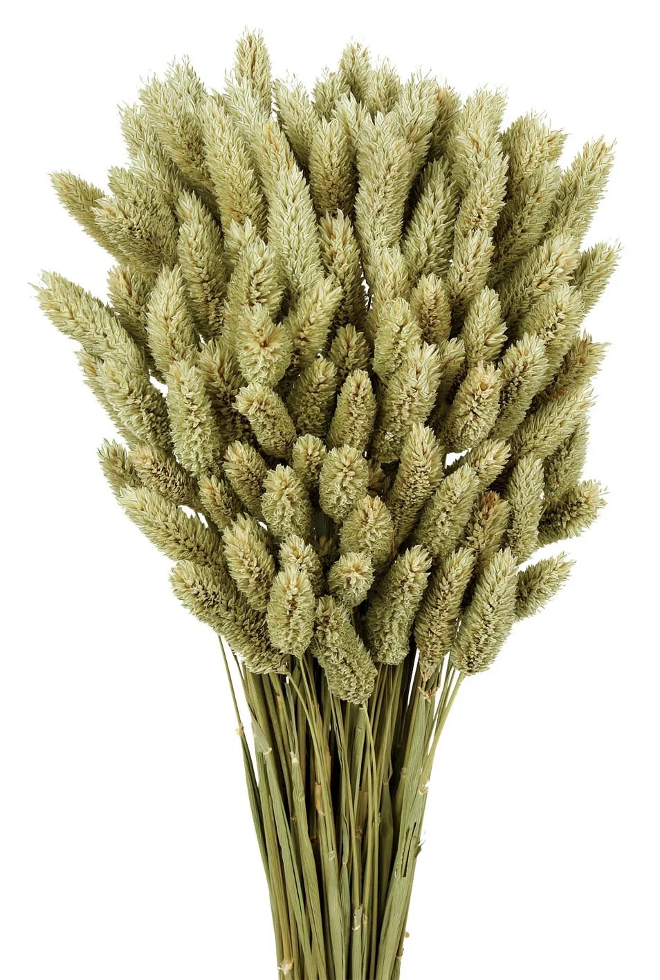 Phalaris - Natural 80cms Long