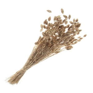 Phalaris - Gold (80cms Long, 150g Per Pk)