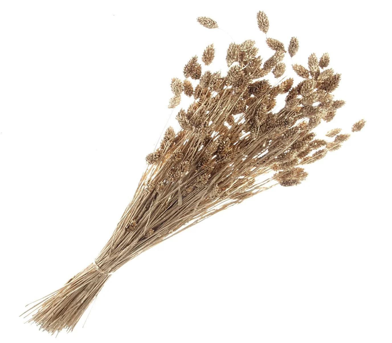 Phalaris - Gold (80cms Long, 150g Per Pk)