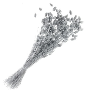 Phalaris - Silver (80cms Long)