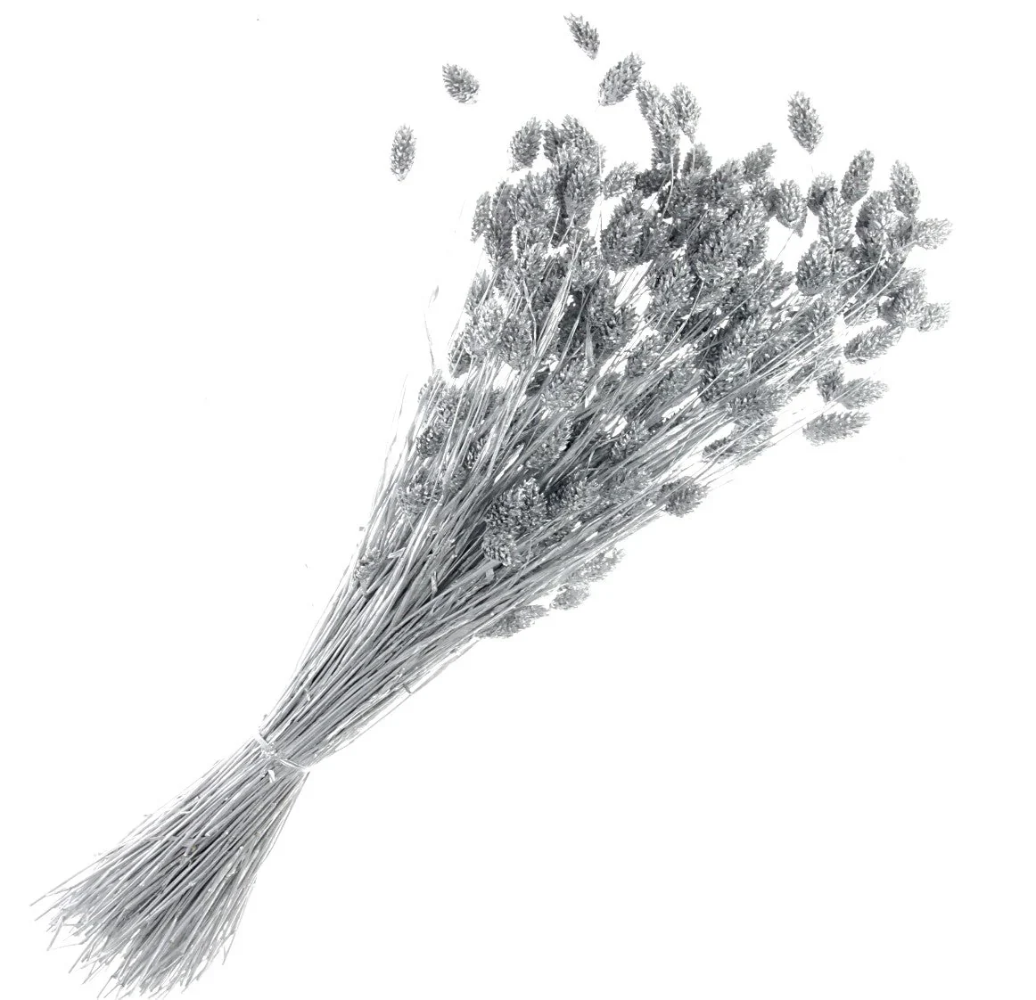 Phalaris - Silver (80cms Long)