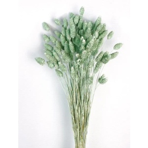 Phalaris - Dusty Green (80cms Long, 150g Per Pk)