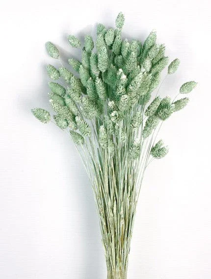 Phalaris - Dusty Green (80cms Long, 150g Per Pk)