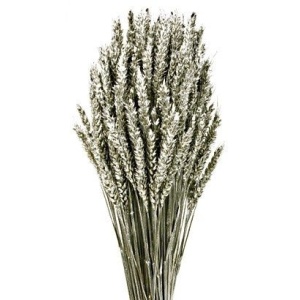 Wheat - Silver (60cm Tall)