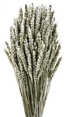 Wheat - Silver (60cm Tall)