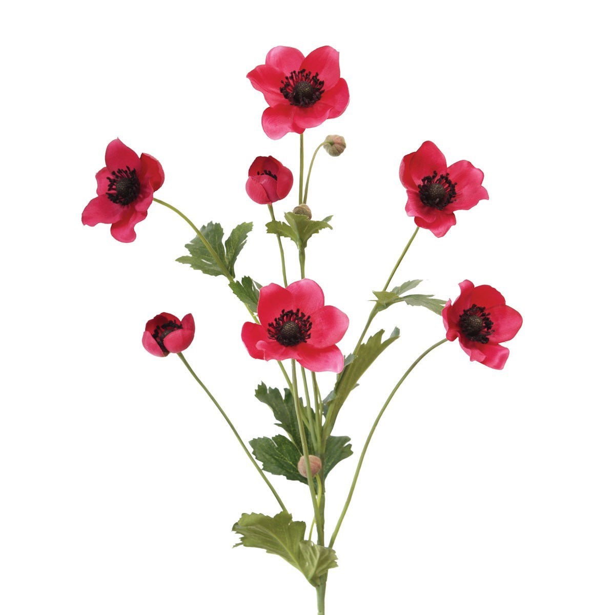 Japanese Anemone, Beauty