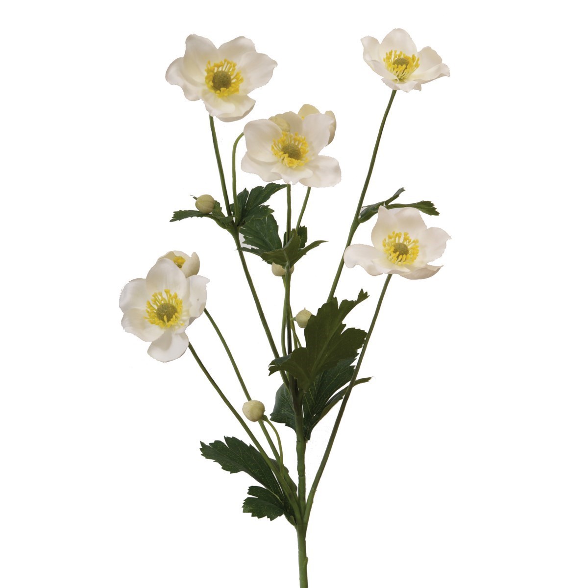 Japanese Anemone, Cream