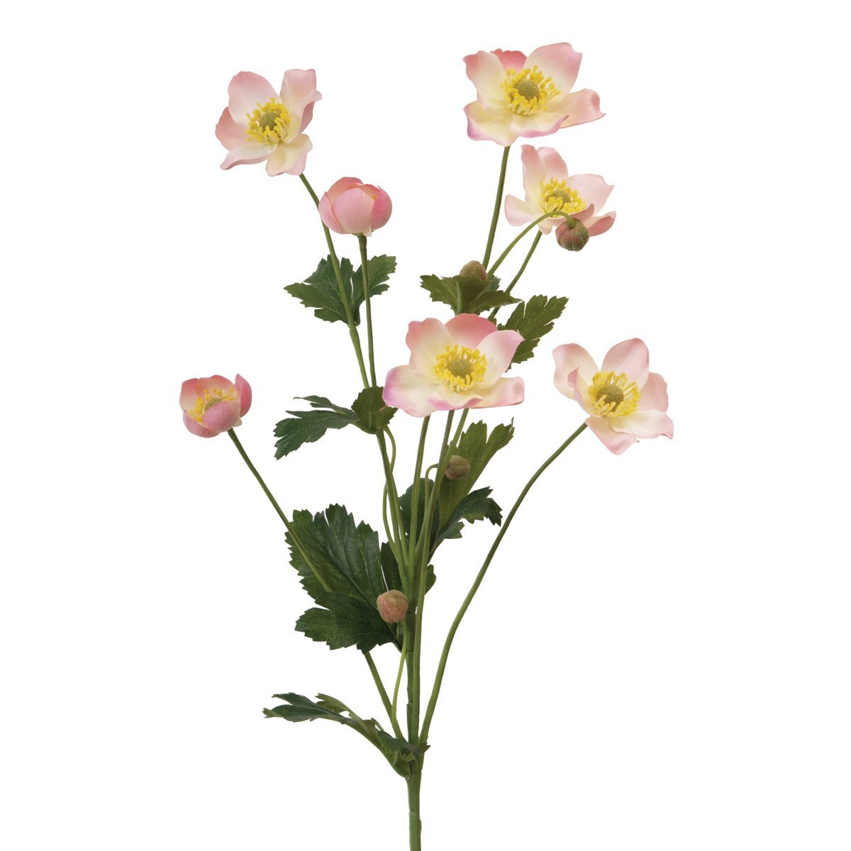 Japanese Anemone, Light Pink
