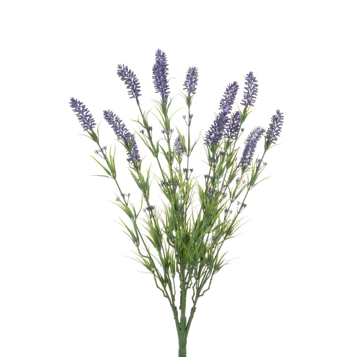 Dutch Lavender Bush X 15 62cm