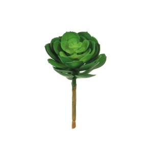 Afterglow Succulent Natural Green