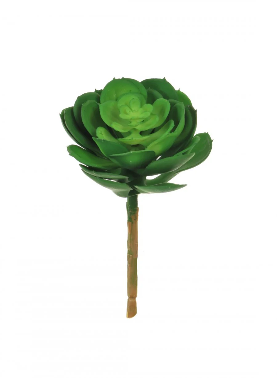 Afterglow Succulent Natural Green