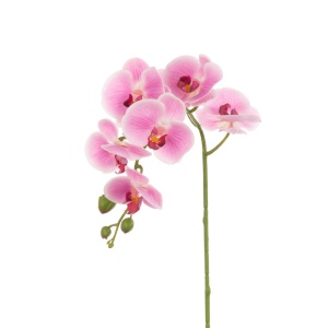 Phalaenopsis Spray 76cm