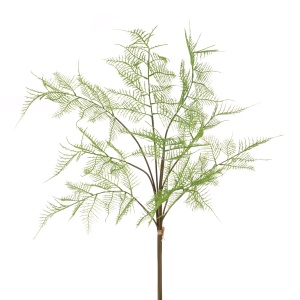 Asparagus Fern Bundle 86cm