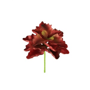 Seaweed Succulent Burgundy