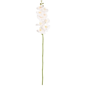 Phaleonopsis Orchid White