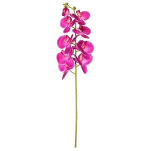 Orchid Stem Mauveline