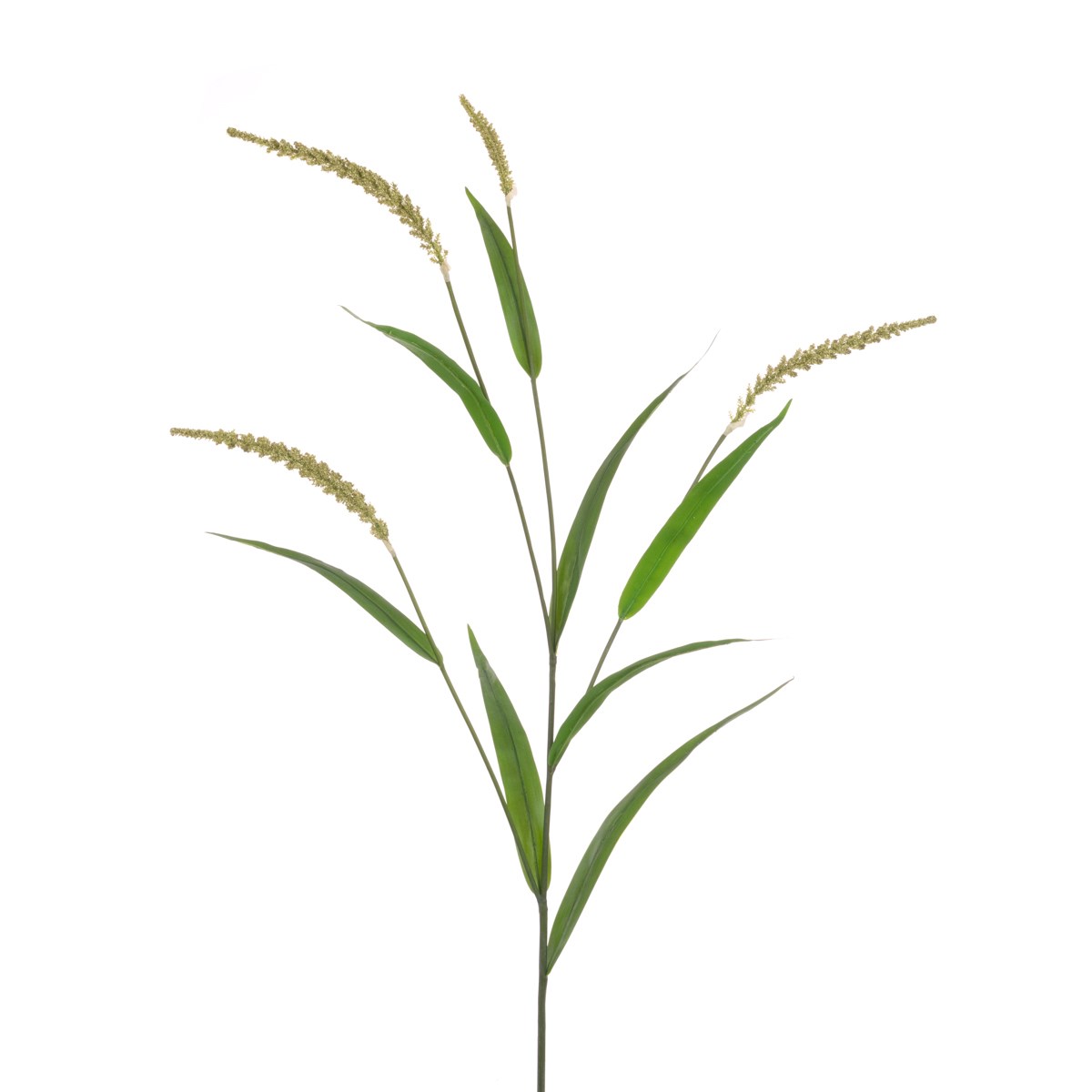 Foxtail Grass