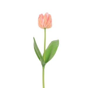 Triumph Tulip