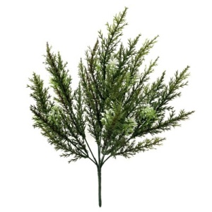 Cream Heather X 7 Bush