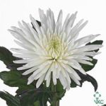 Chrysanthemum Blooms