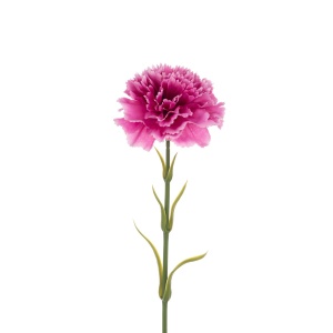 Carnation Stem, Dark Pink
