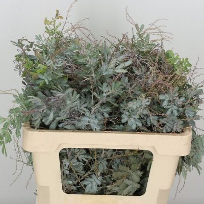 Acacia-Foliage