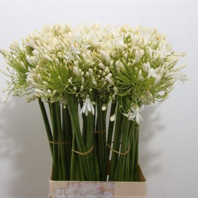 Agapanthus White