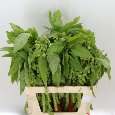 Amaranthus Hanging Green (cycloop)