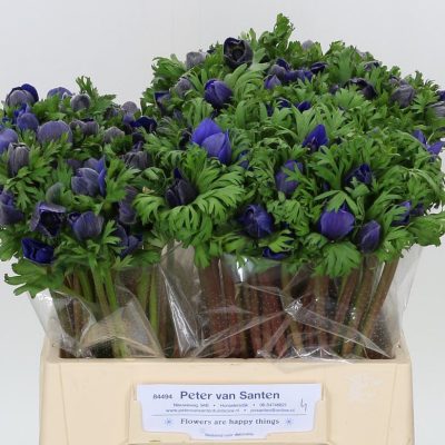Anemone-Blue