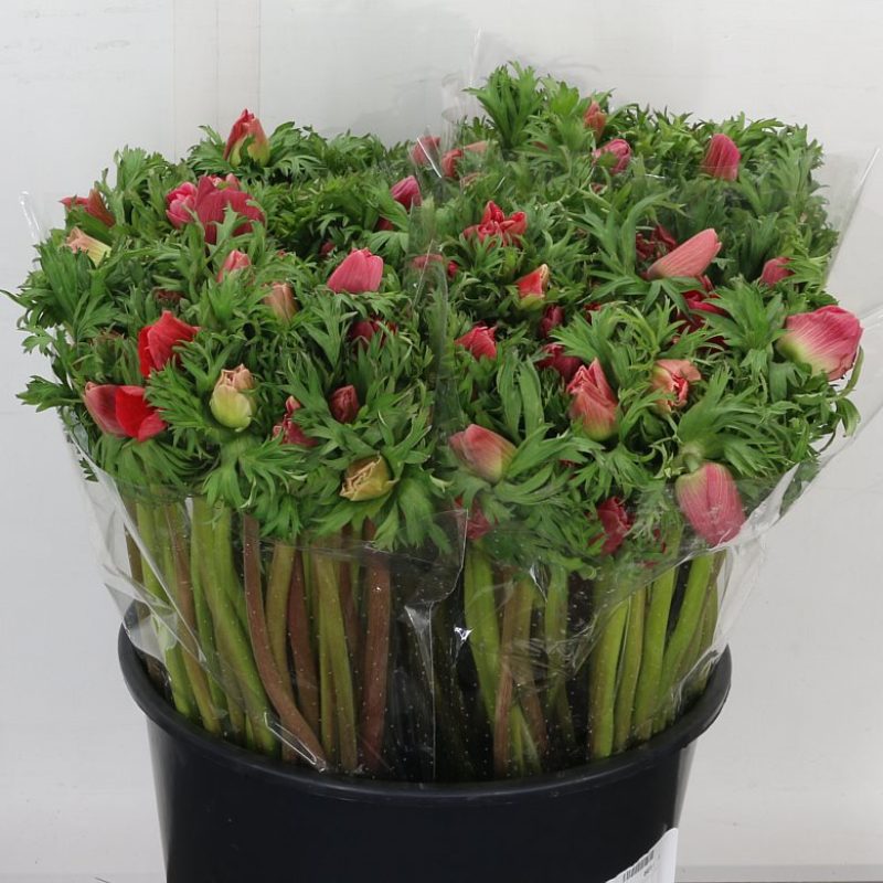 Anemone Red Anemone Red